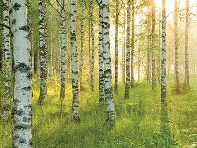 birch-forest birch-forest